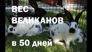 Вес великанов в 50 дней!!! Большие кролики! Определяем пол великанов.