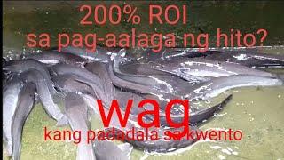 PAANO MAG ALAGA NG HITO#farming #backyard #concretepond #feedingguide #farmingideas #africanhito