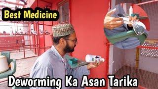 Best Deworming Medicine For Pigeons | Hashim Mahmood Pigeons