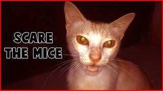 CAT SOUNDS TO SCARE MICE AWAY  MOUSE REPELLENT 15 MIN!!!