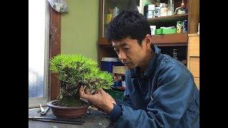 Incomparable restyling !! Before and after for twelve bonsai trees - by Naoki Maeoka