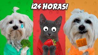 MIS MASCOTAS VIVEN 24 HORAS DE UN SOLO COLOR !!