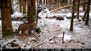 Wildcamerabeelden vanuit de Ardennen 16: Wilde kat, wasbeer, boommarter, wild zwijn, ree,...