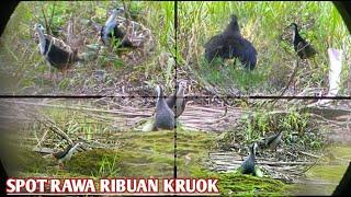 Spot Pinggir Rawa Nyanggong/ Berburu Burung Ruak Ruak || Burung Kaki panjang || Burung Ayam Ayaman