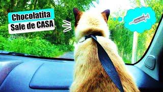  Llevo a mis 3 Gatos al Veterinario!! / CatVlog DivertiCat