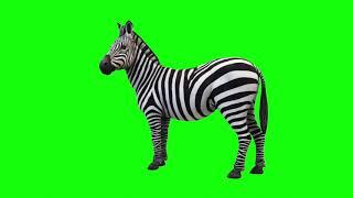 Copyright Free 3d Animated Zebra Green Screen Effect | Chroma Key | Royalty Free |