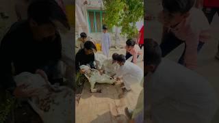 Ali ny bakry ko qurban hony se bacha leya || #viral #trending #support #summerofshorts #sad