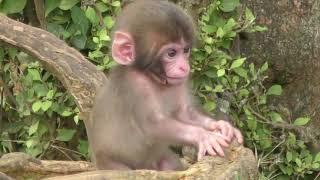 Japanese macaque baby in Japan