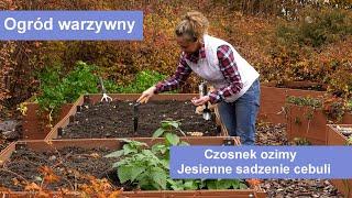 Czosnek ozimy i jesienne sadzenie cebuli. Ogród warzywny