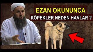 EZAN OKUNURKEN KÖPEKLER NEDEN HAVLAR ? HİKMETİ NEDİR ? Ali Küpelioğlu Hocaefendi