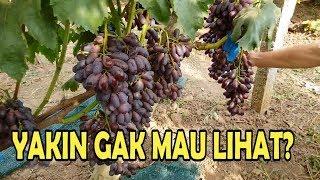 Cara menanam anggur Trellis System TERBUKTI berbuah sangat banyak