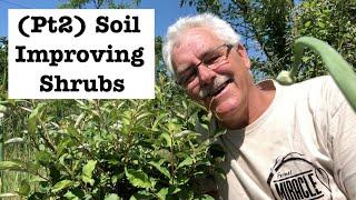 THESE 8 SHRUBS Fertilize Your Soil (Part 2) Nitrogen Fixing Shrubs