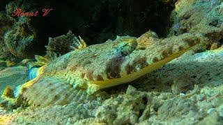 Le poisson crocodile un as du camouflage (Papilloculiceps longiceps)