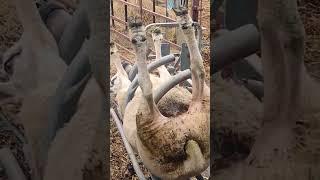 upside down #subscribe #youtubeshorts #shorts #trending #cute #video #viral #farm #sheep #farming