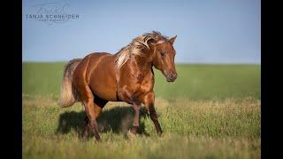 A Journey With The Rarest Stallion In The AQHA