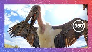 Marabou Stork’s or “Undertaker Bird” Appetite for Guts: Scavenging in the Wild