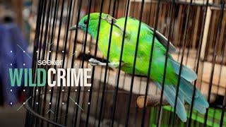 Inside the Illegal Songbird Trade in Indonesia