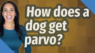 How does a dog get parvo?