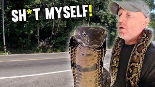 A Deadly Encounter with a King Cobra in Thailand