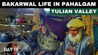 Ep-13 Bakarwal Life Never Seen Before | Kashmiri Tribal Life | Tulian Valley Pahalgam | Kashmir Tour