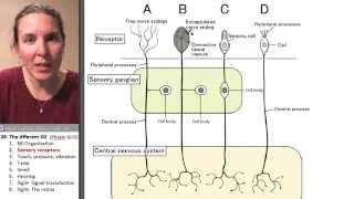 Afferent 2- Sensory receptors