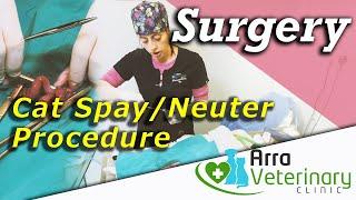 Cat Spay Surgery : How to perform a cat spay/neuter procedure