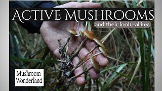 Active Mushrooms and Their Look-Alikes- with Alan Rockefeller