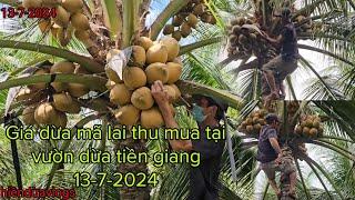 Giá dừa mã lai thu mua tại vườn dừa tiền giang,13-7-2024