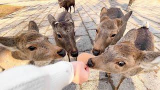 Visiting Deer Park in Japan | Nara Park | ASMR