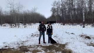 Video Testimonial / CJ Ranching - St. Walburg, SK