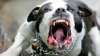 r/Relationships Husband Left Me to Die with Rabid Pitbull