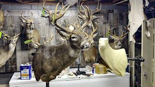 The Art Of Whitetail Deer Taxidermy: Shoulder Mount From Start To Finish