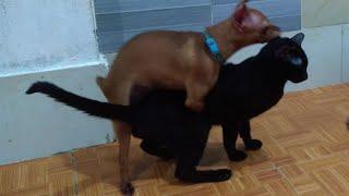 Small Dog Raping Cat by Force