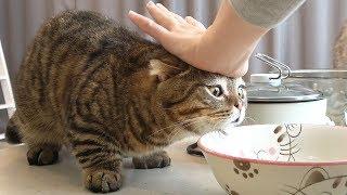 Cats Are Enthusiastic About The Cat Treat Cake! (ENG SUB)