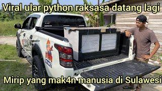 VIRAL KEDATANGAN ULAR PYTHON RAKSASA LAGI WAH INI BESAR BANGET BISA MAK4N MANUSIA KAYAK DI SULAWESI