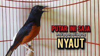 murai batu gacor AMPUH buat PANCINGAN murai batu agar bunyi JADIKAN burung murai gacor EMOSI NYAUT