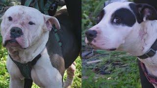 Dogs that mauled intruder to death will not be put down | FOX 5 News