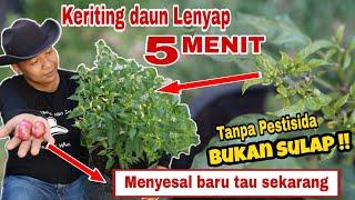 How to cure leaf curl in 5 minutes, without pesticide