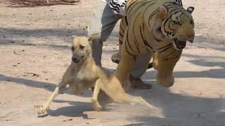 FAke Tiger Vs Dog Pranking Dog Vs Fake Tiger Prank Funny Video 61