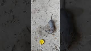 Shrew catches mouse by the tail