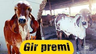 Gir cow in gujarat. || gir cow || || gir cow farm in gujarat || ...