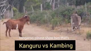 SUPER LUCU!!! KANGURU VS KAMBING. #kanguru #kambing #binatang