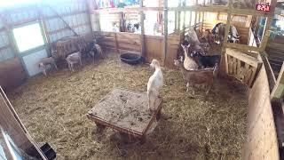 Indoor Live Goat Cam - Syman Says Farms