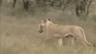 THE BEST ANIMAL ACTION VIDEO