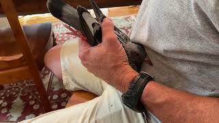 Tutorial on Vaccinating Racing Pigeons for PMV and Pox