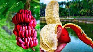 20 Most Amazing & Rare Fruits In The World