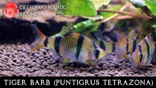 Puntigrus tetrazona. The fascinating TIGER barb! (Leopard Aquatic U013B)