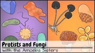 Protists and Fungi