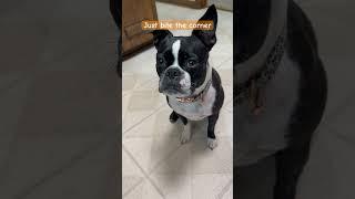 You can take a small bite #derpydog #bostonterrier #smallbites #dog #funny #puppy #fyp #shorts #cute