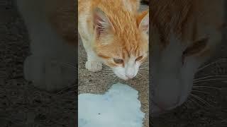 Cute cats drinking milk